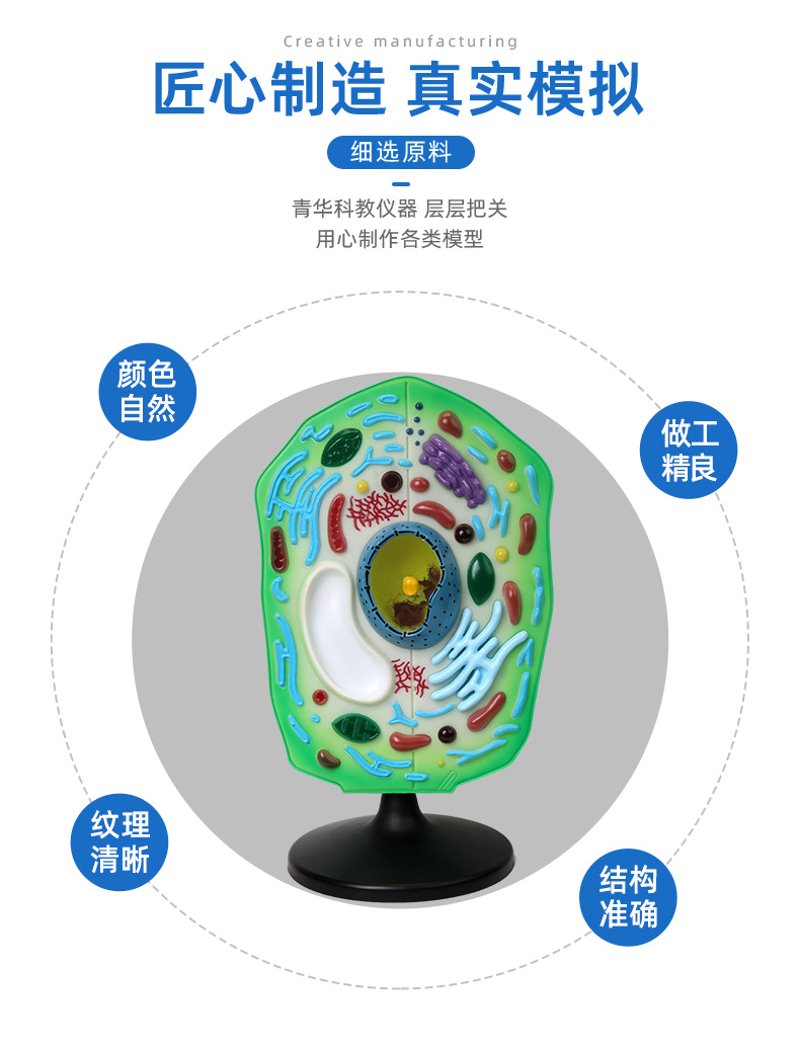 生物教学模型